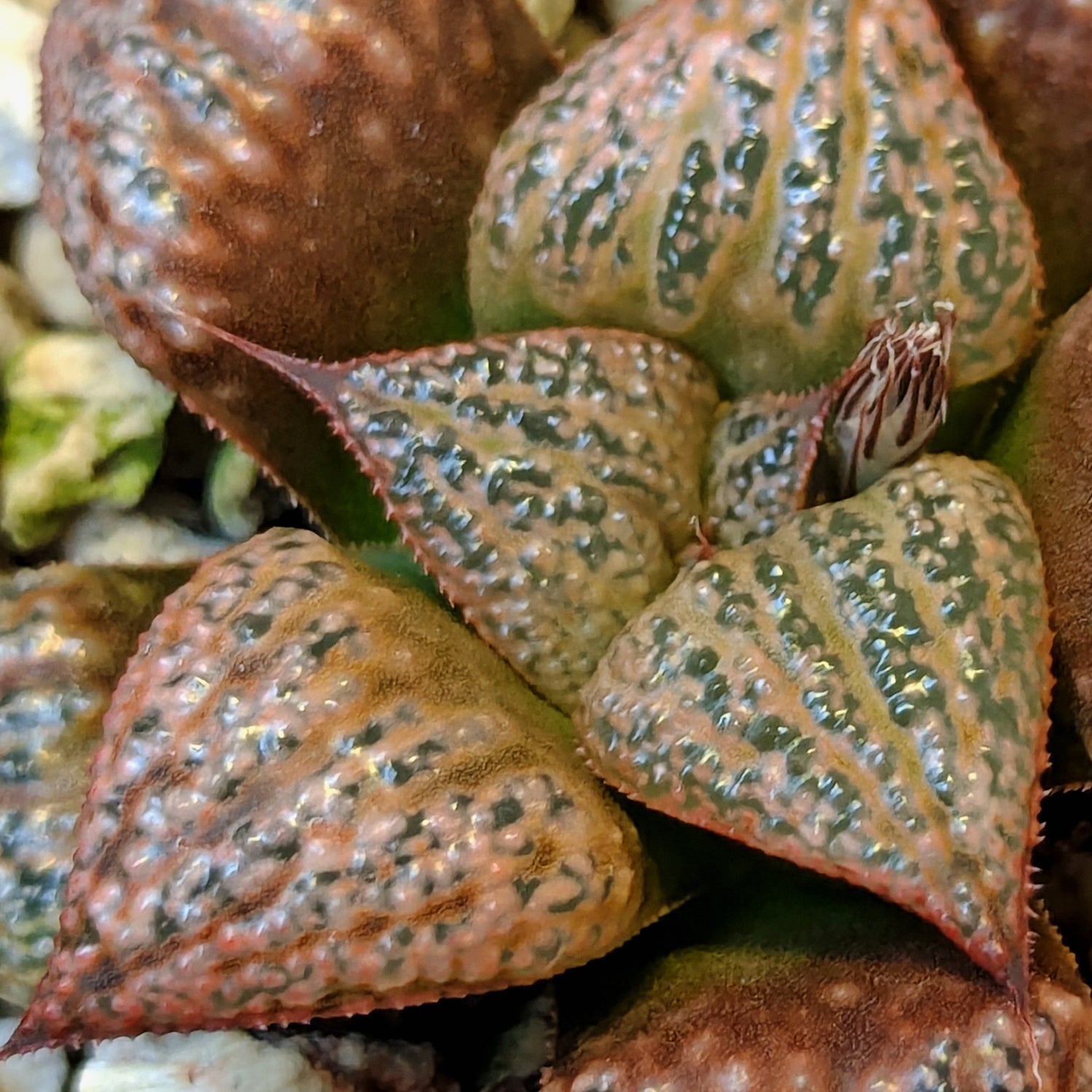 Haworthia hybrid series PP571 #45
