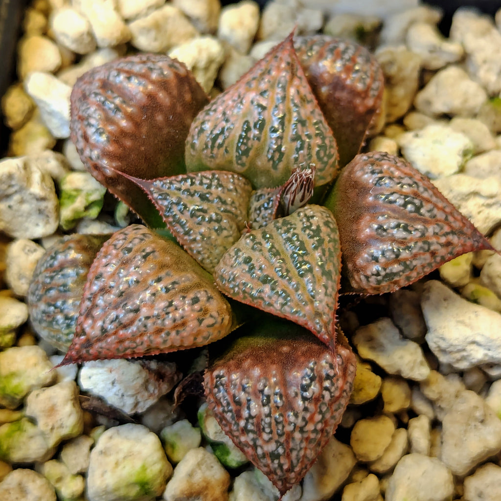 Haworthia hybrid series PP571 #45