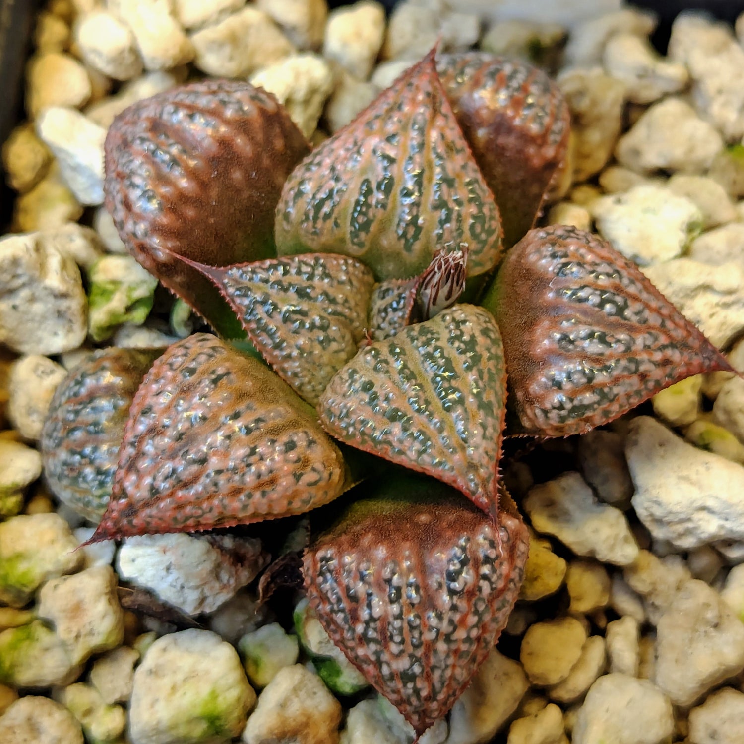 Haworthia hybrid series PP571 #45