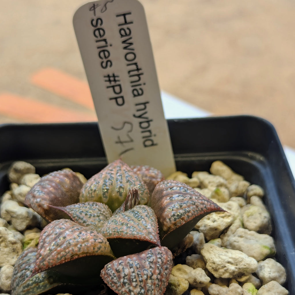Haworthia hybrid series PP571 #45