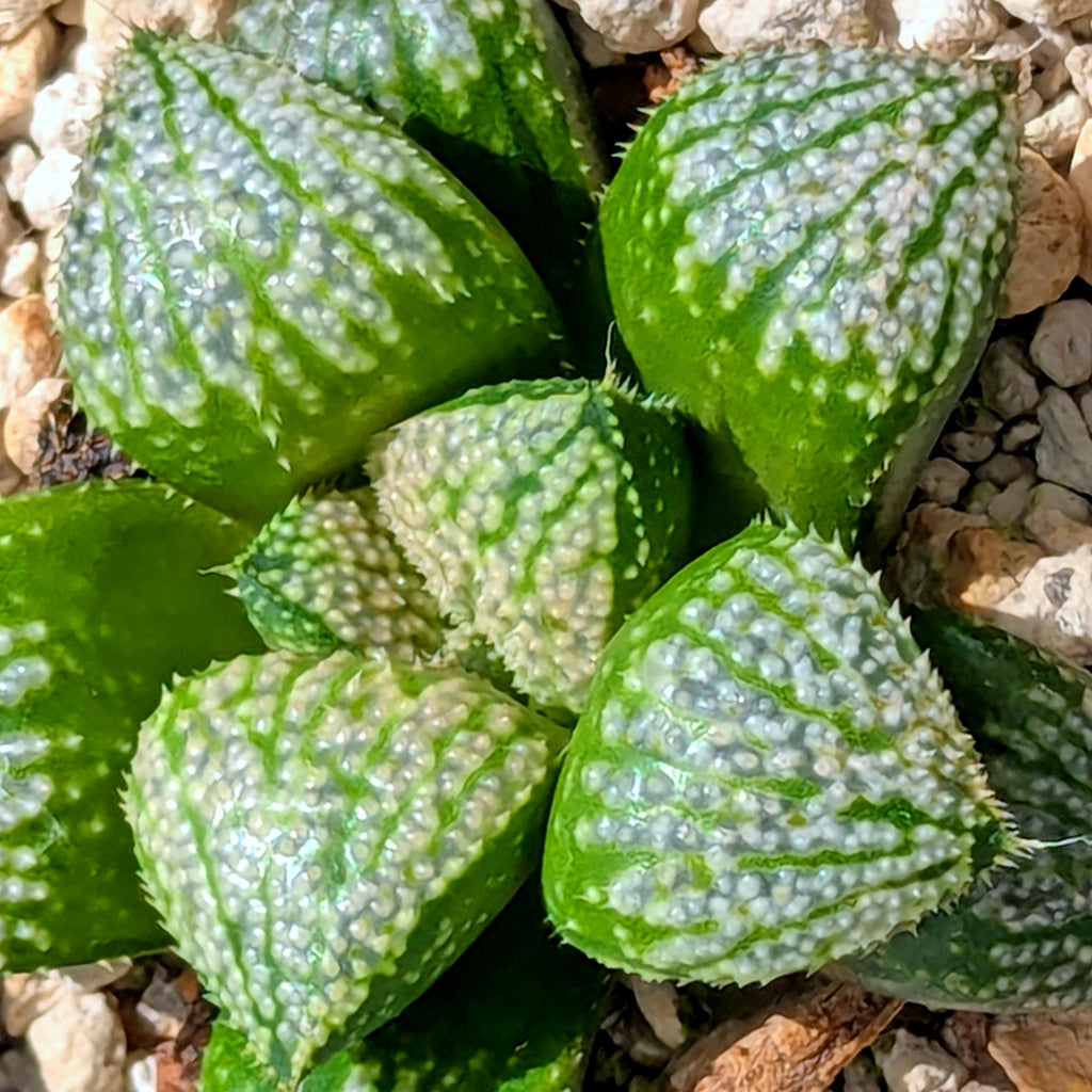Haworthia "TetraTreasures" PP634 hybrid series #46