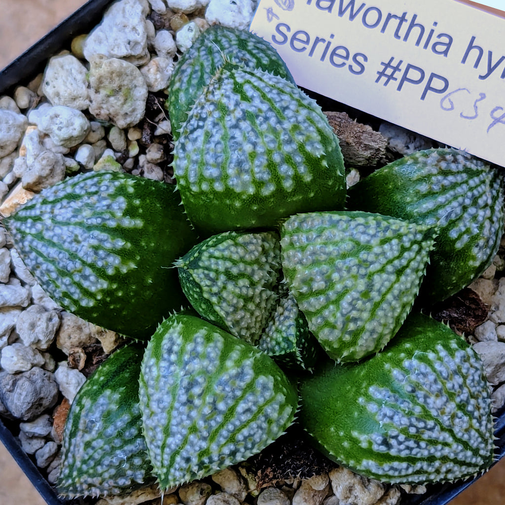 Haworthia "TetraTreasures" PP634 hybrid series #46