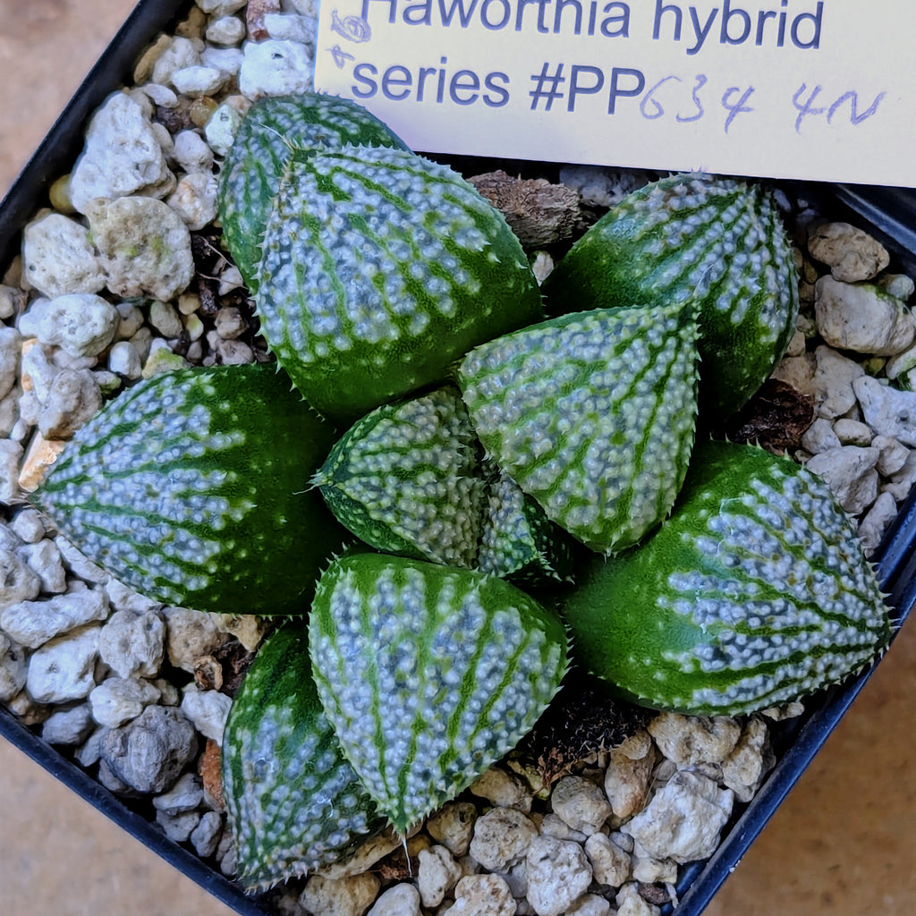 Haworthia "TetraTreasures" PP634 hybrid series #46