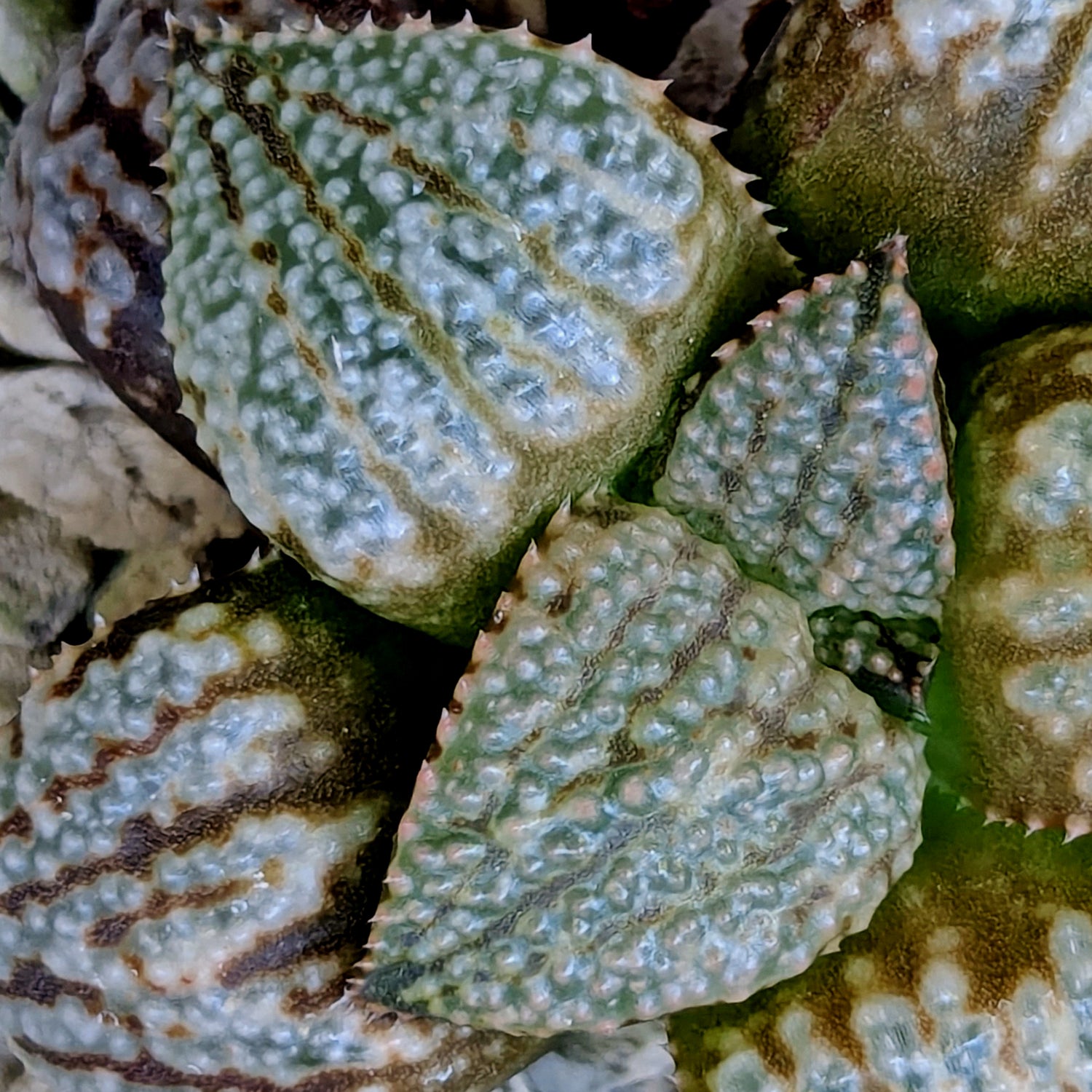 Haworthia "TetraTreasures" PP580 hybrid series #47