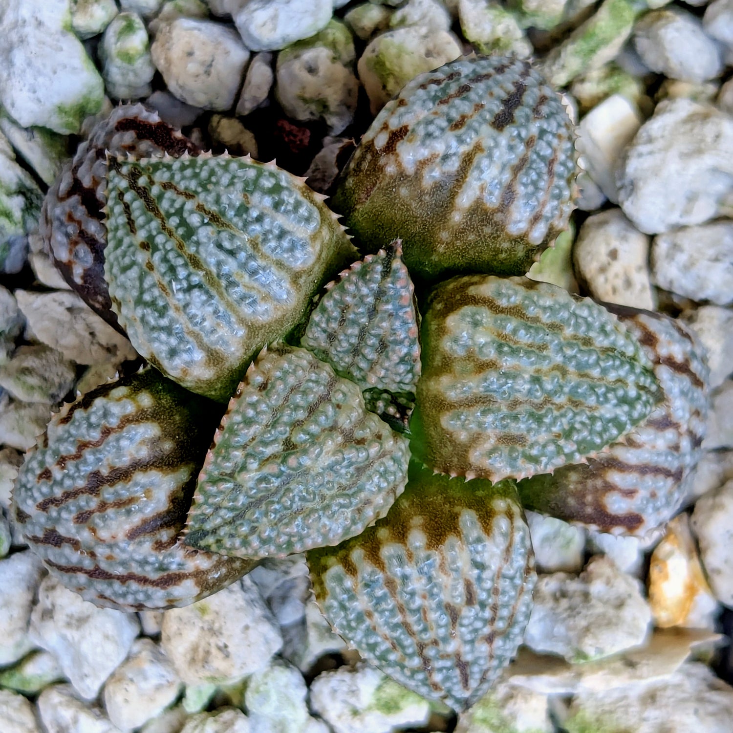 Haworthia "TetraTreasures" PP580 hybrid series #47