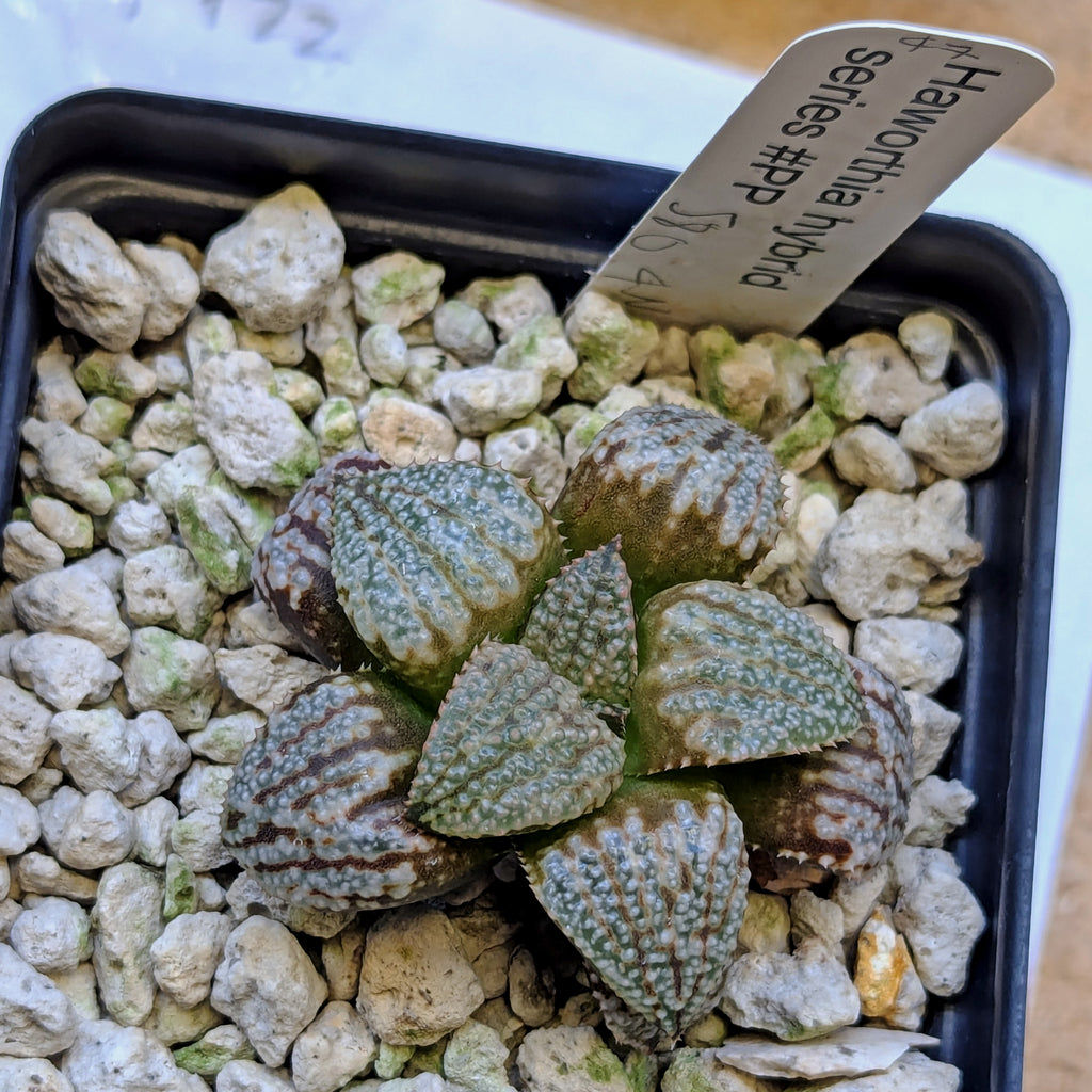 Haworthia "TetraTreasures" PP580 hybrid series #47