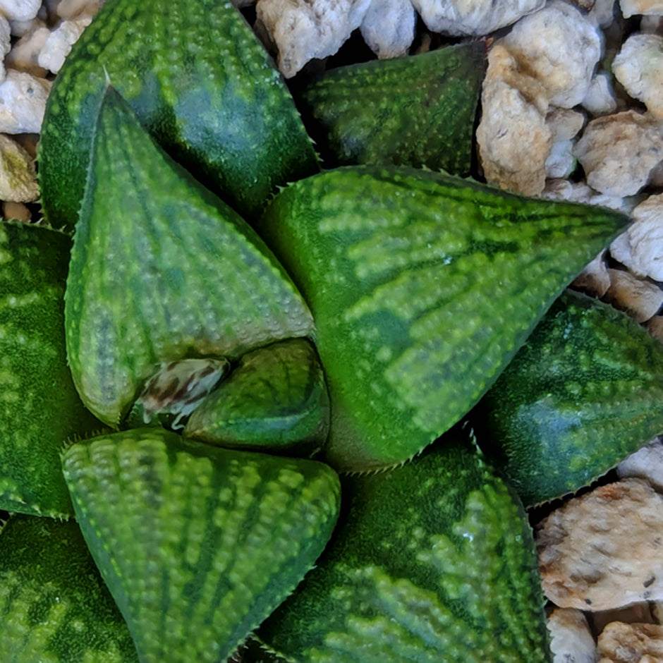 Haworthia hybrid series PP572 #47