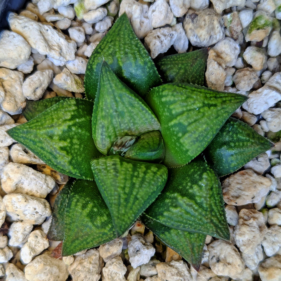 Haworthia hybrid series PP572 #47