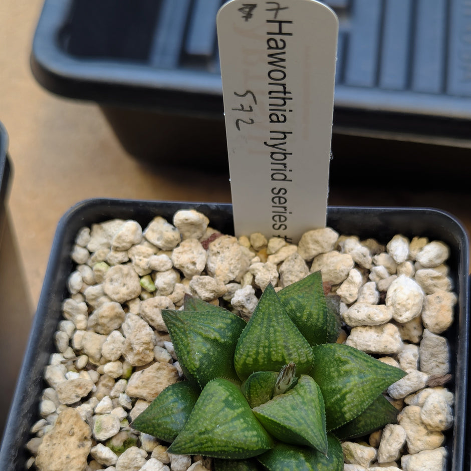 Haworthia hybrid series PP572 #47
