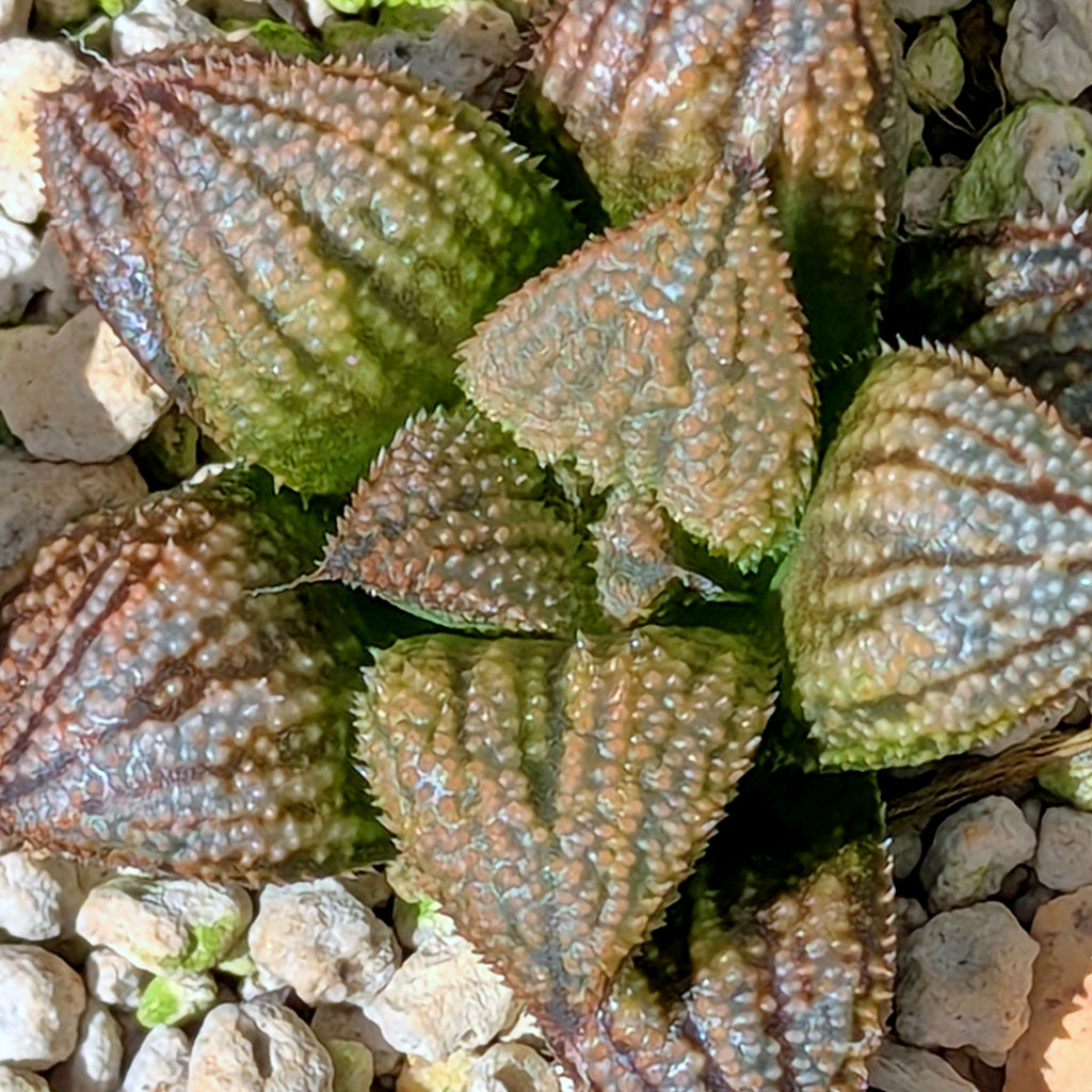 Haworthia "TetraTreasures" PP628 hybrid series #49
