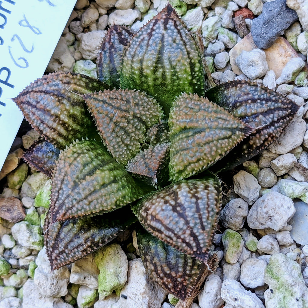 Haworthia "TetraTreasures" PP628 hybrid series #49