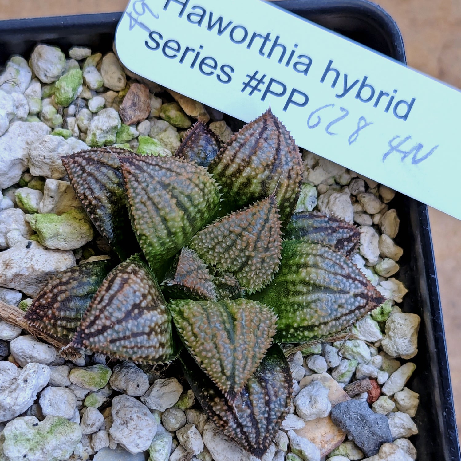 Haworthia "TetraTreasures" PP628 hybrid series #49