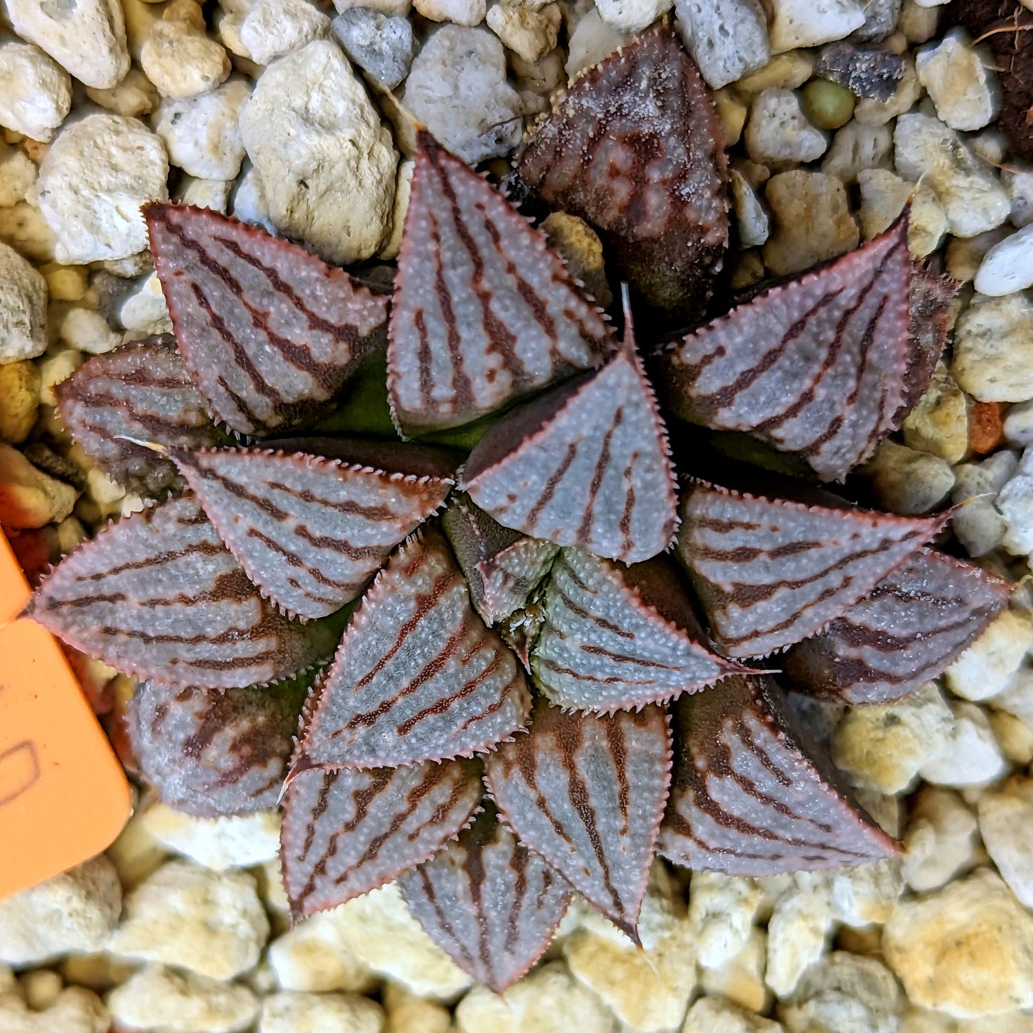 Haworthia hybrid series PP512 #5 SOLD OUT