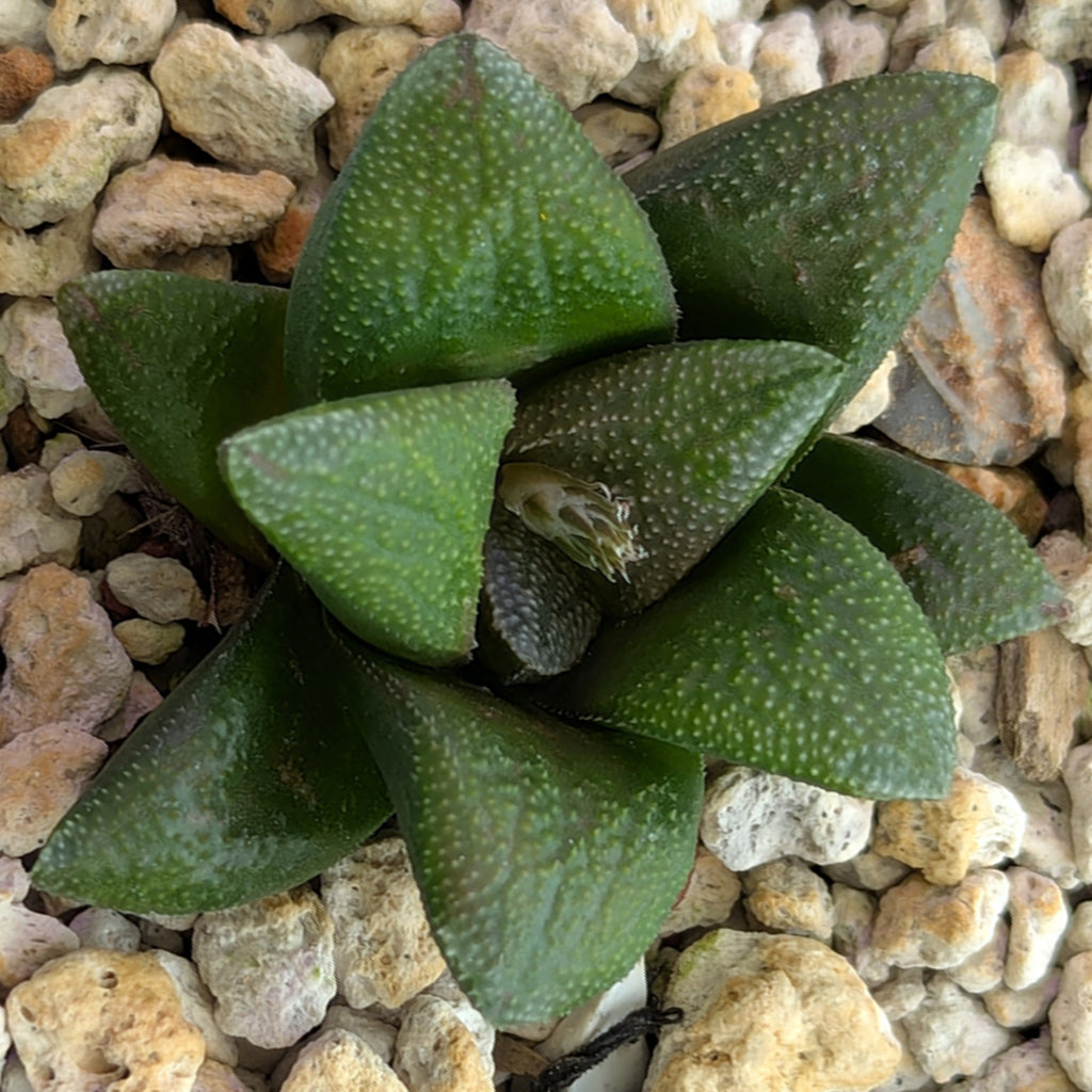 Haworthia PP576 hybrid series #5