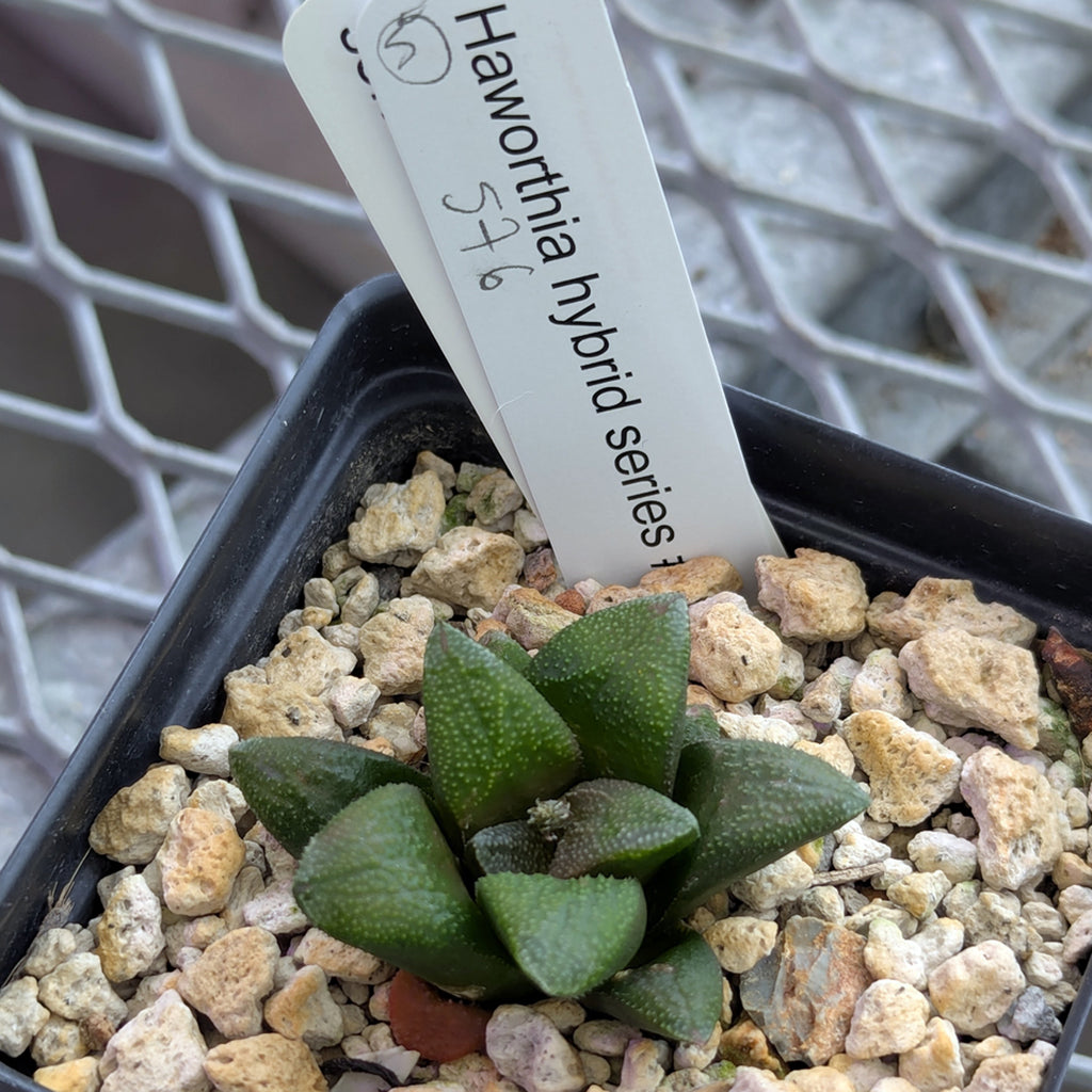 Haworthia PP576 hybrid series #5
