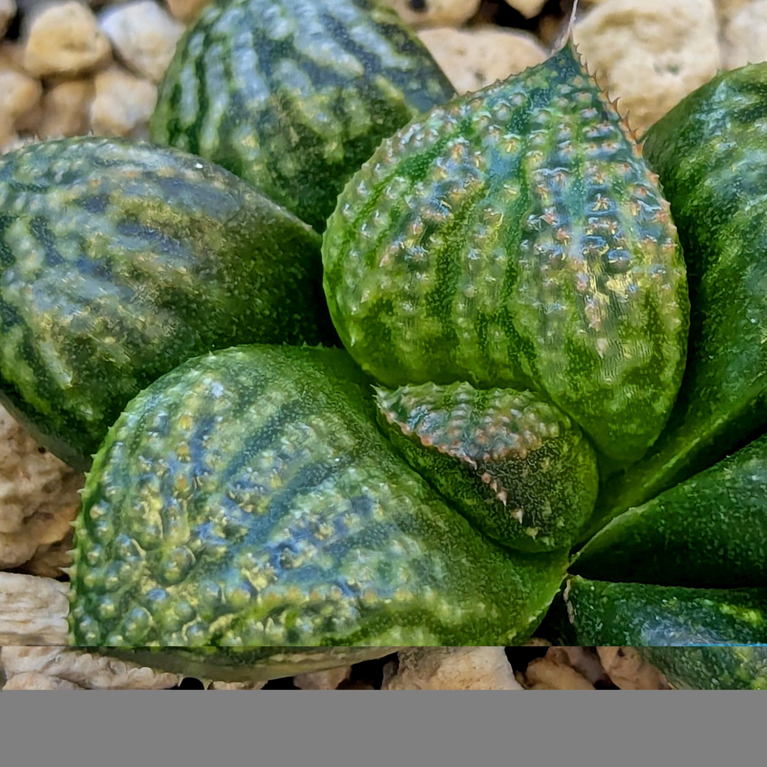Haworthia "TetraTreasures" PP634 hybrid series #5