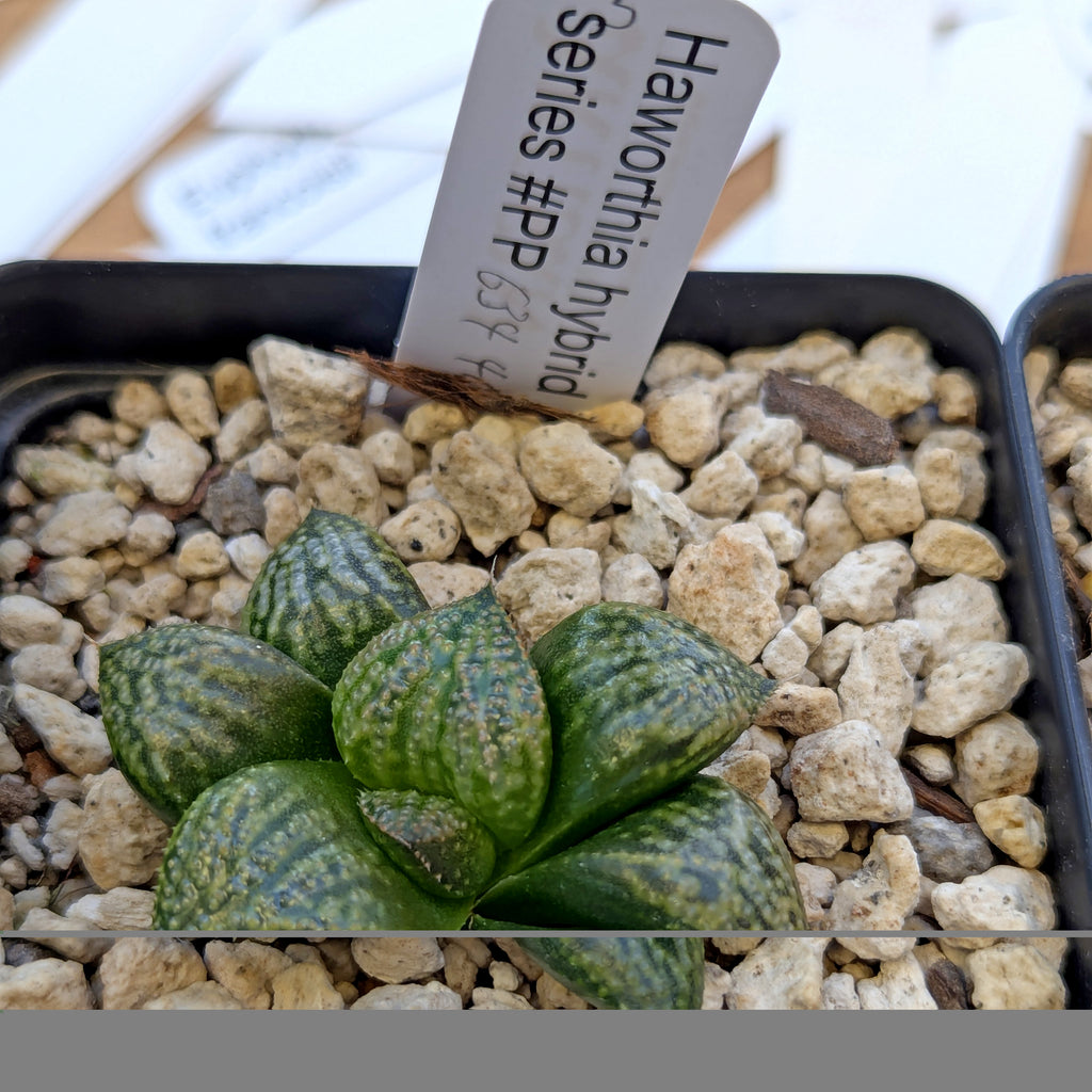 Haworthia "TetraTreasures" PP634 hybrid series #5