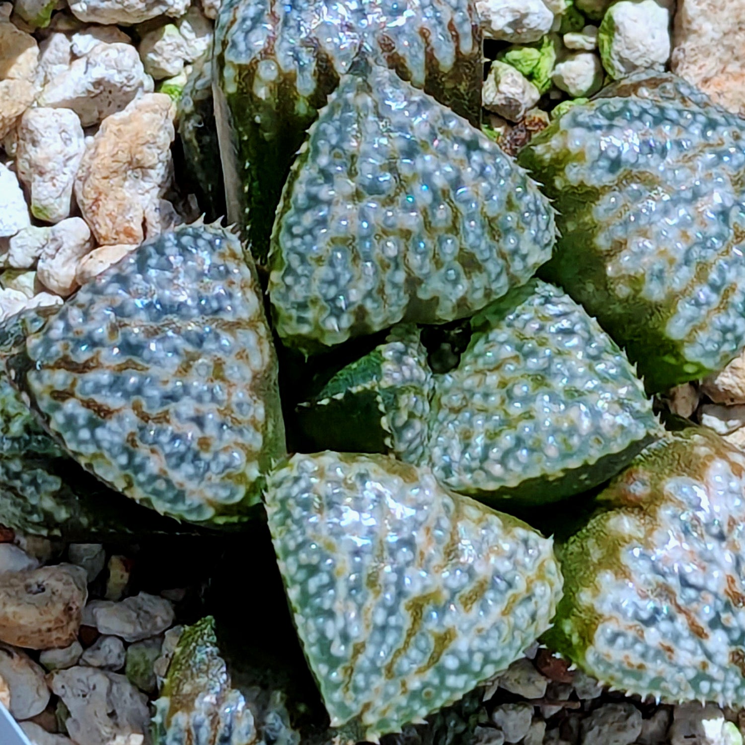 Haworthia "TetraTreasures" PP628 hybrid series #51
