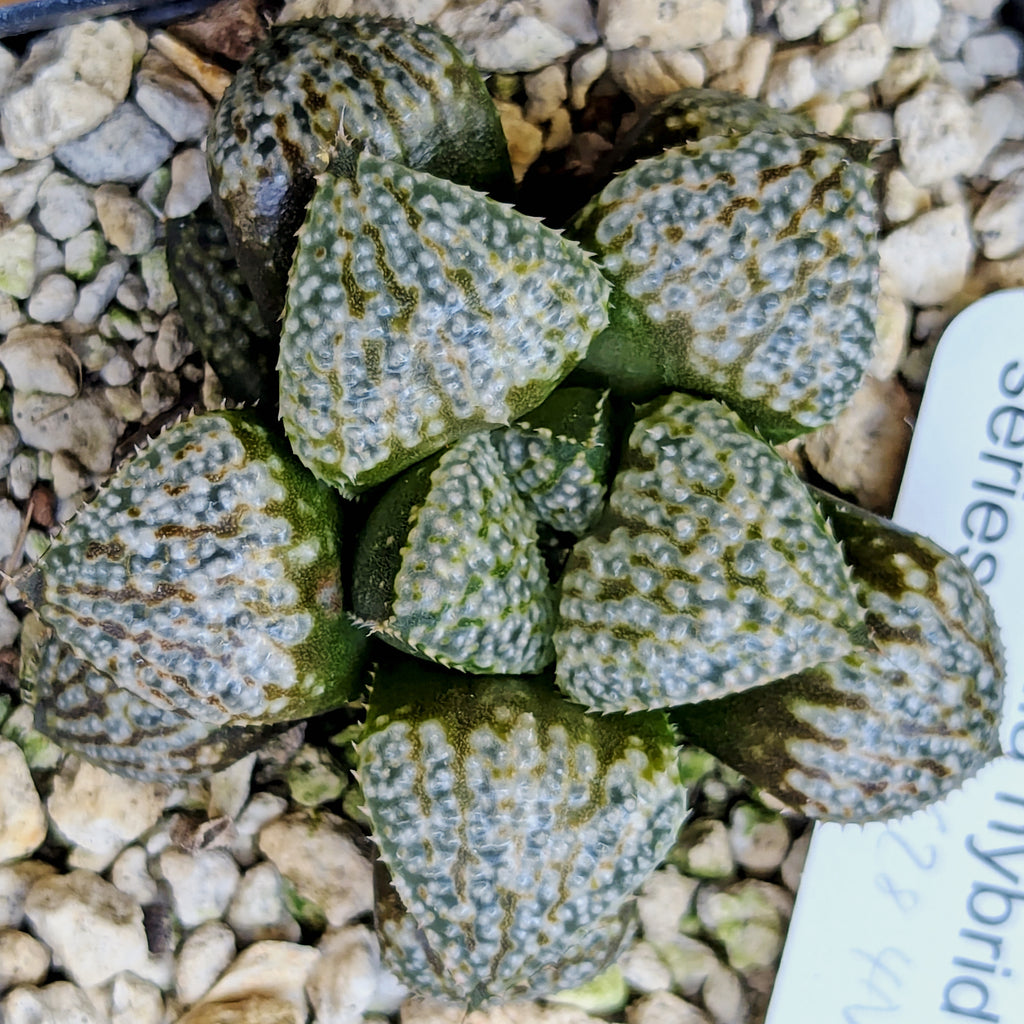 Haworthia "TetraTreasures" PP628 hybrid series #51