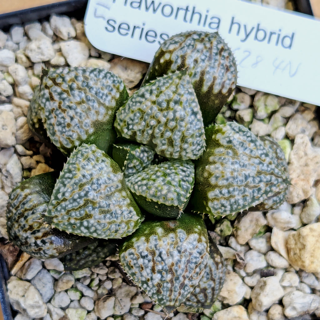 Haworthia "TetraTreasures" PP628 hybrid series #51