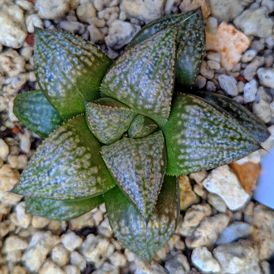 Haworthia PP636 hybrid series #51