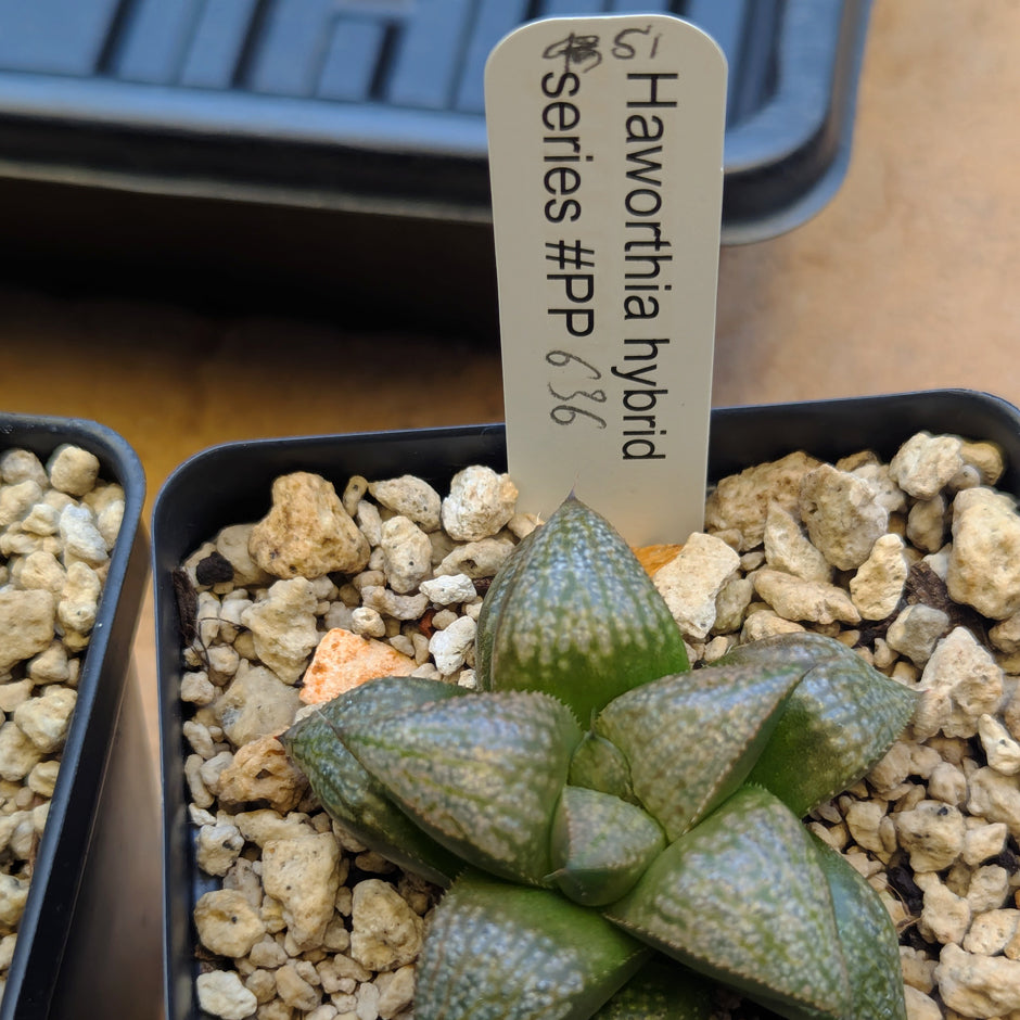 Haworthia PP636 hybrid series #51