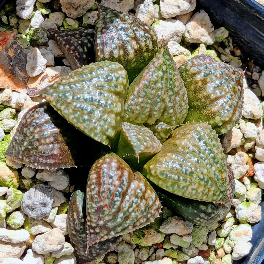 Haworthia "TetraTreasures" PP628 hybrid series #52