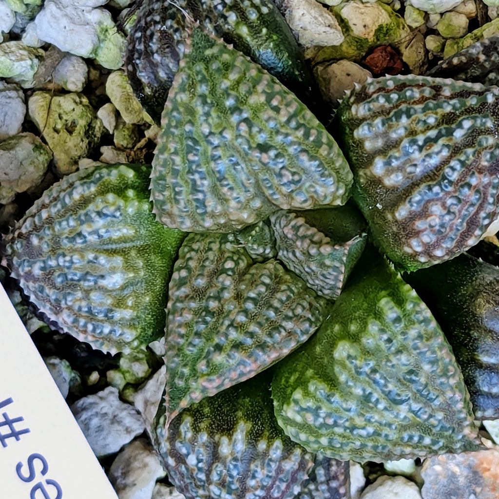 Haworthia "TetraTreasures" PP628 hybrid series #52