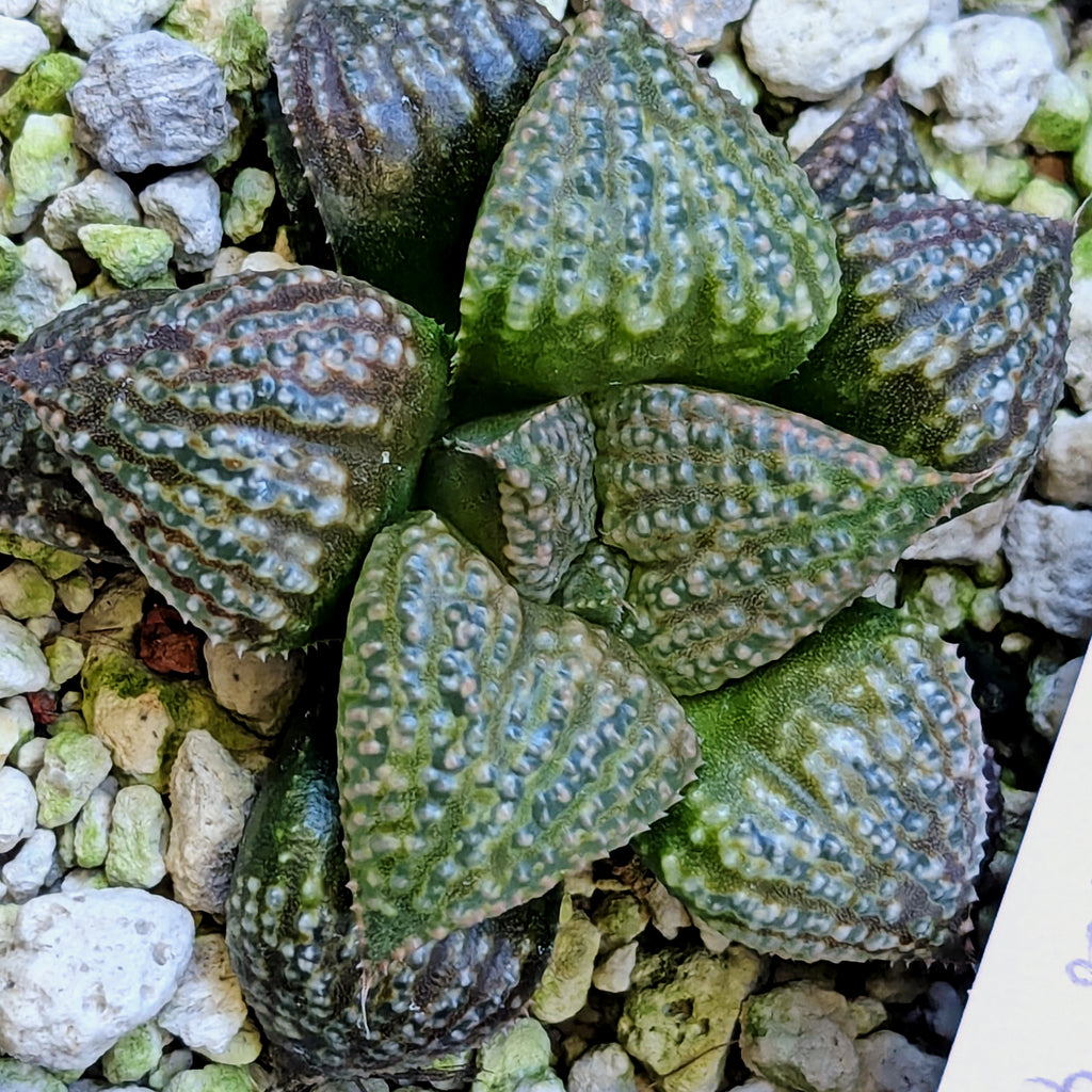 Haworthia "TetraTreasures" PP628 hybrid series #52