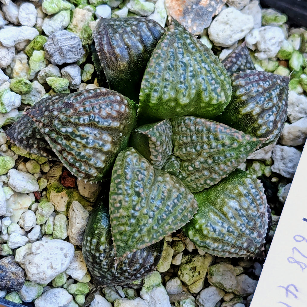 Haworthia "TetraTreasures" PP628 hybrid series #52