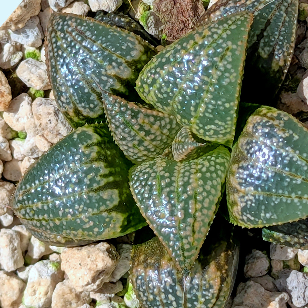 Haworthia "TetraTreasures" PP628 hybrid series #53