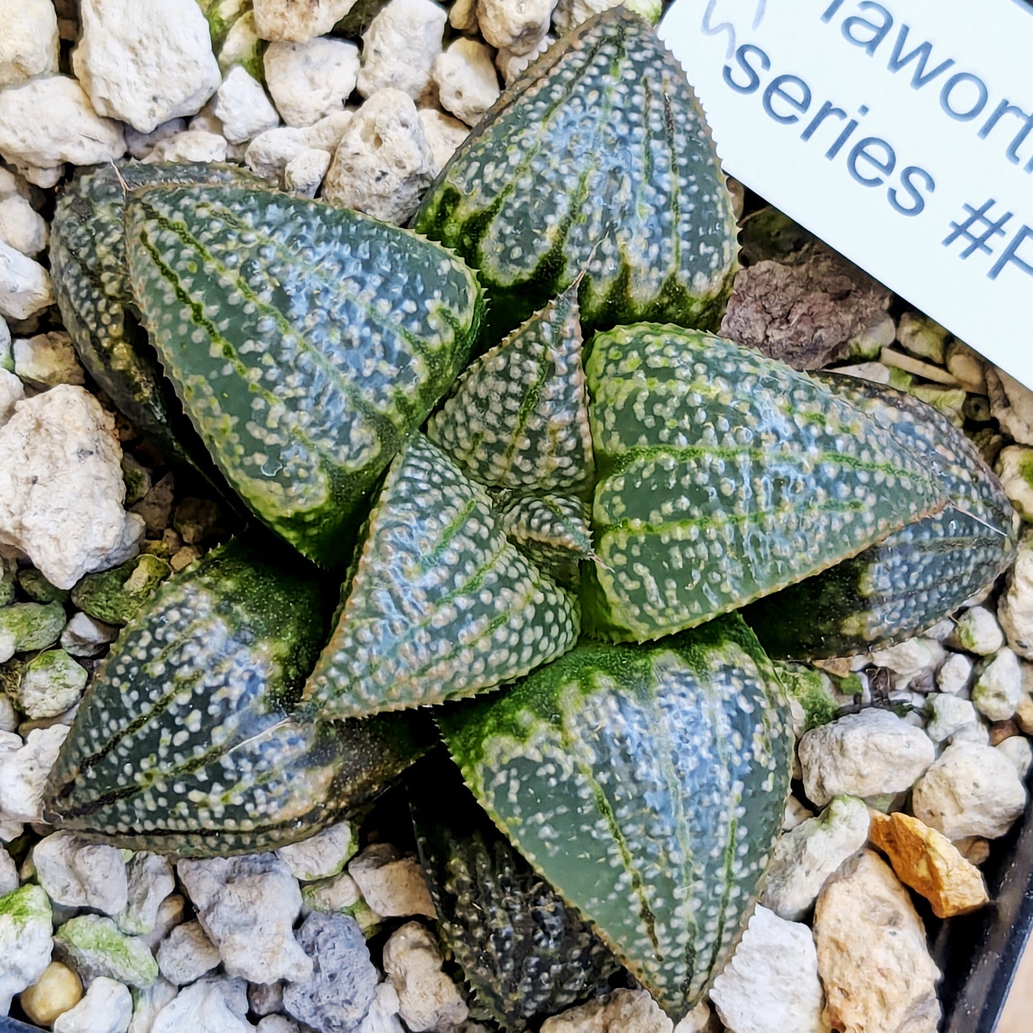 Haworthia "TetraTreasures" PP628 hybrid series #53
