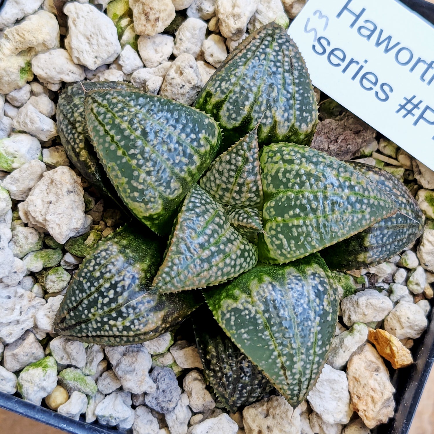 Haworthia "TetraTreasures" PP628 hybrid series #53