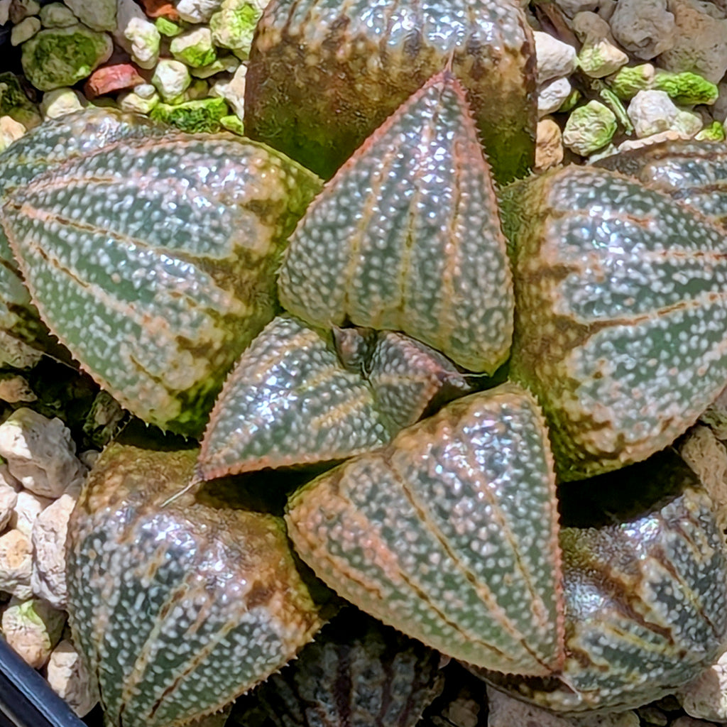 Haworthia "TetraTreasures" PP628 hybrid series #54
