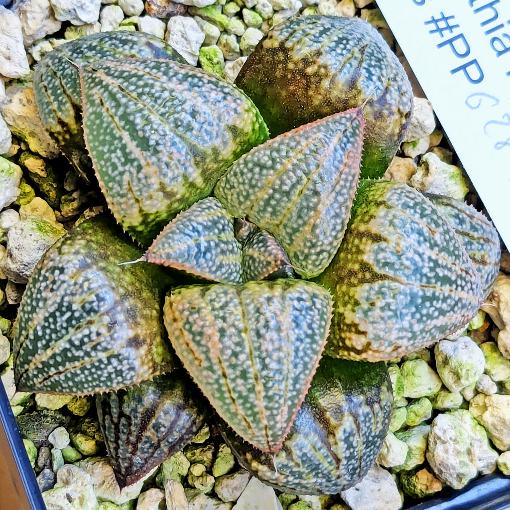 Haworthia "TetraTreasures" PP628 hybrid series #54