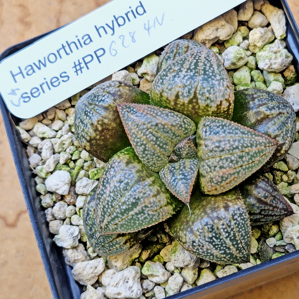 Haworthia "TetraTreasures" PP628 hybrid series #54