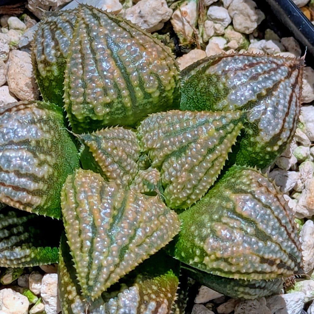 Haworthia "TetraTreasures" PP628 hybrid series #56
