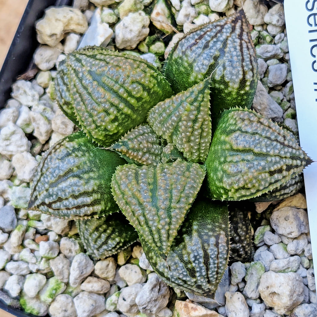 Haworthia "TetraTreasures" PP628 hybrid series #56