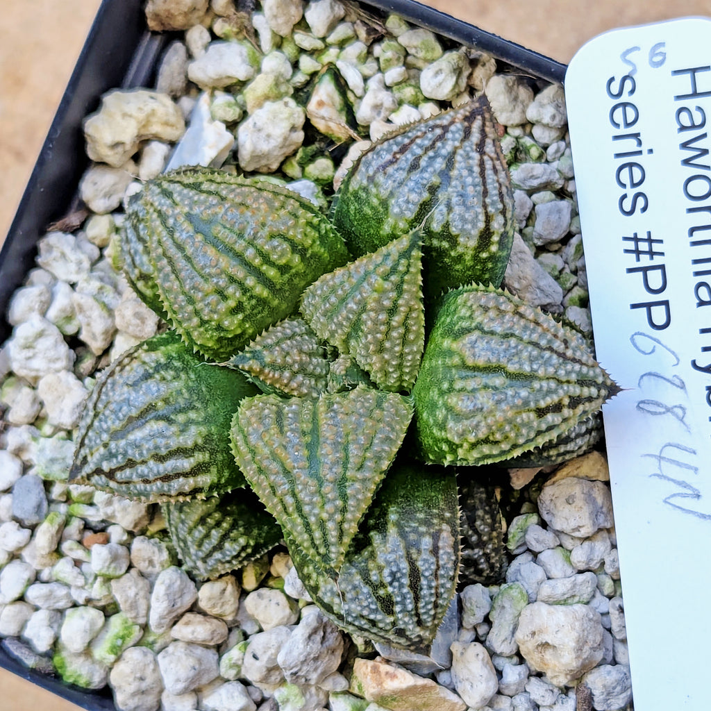 Haworthia "TetraTreasures" PP628 hybrid series #56