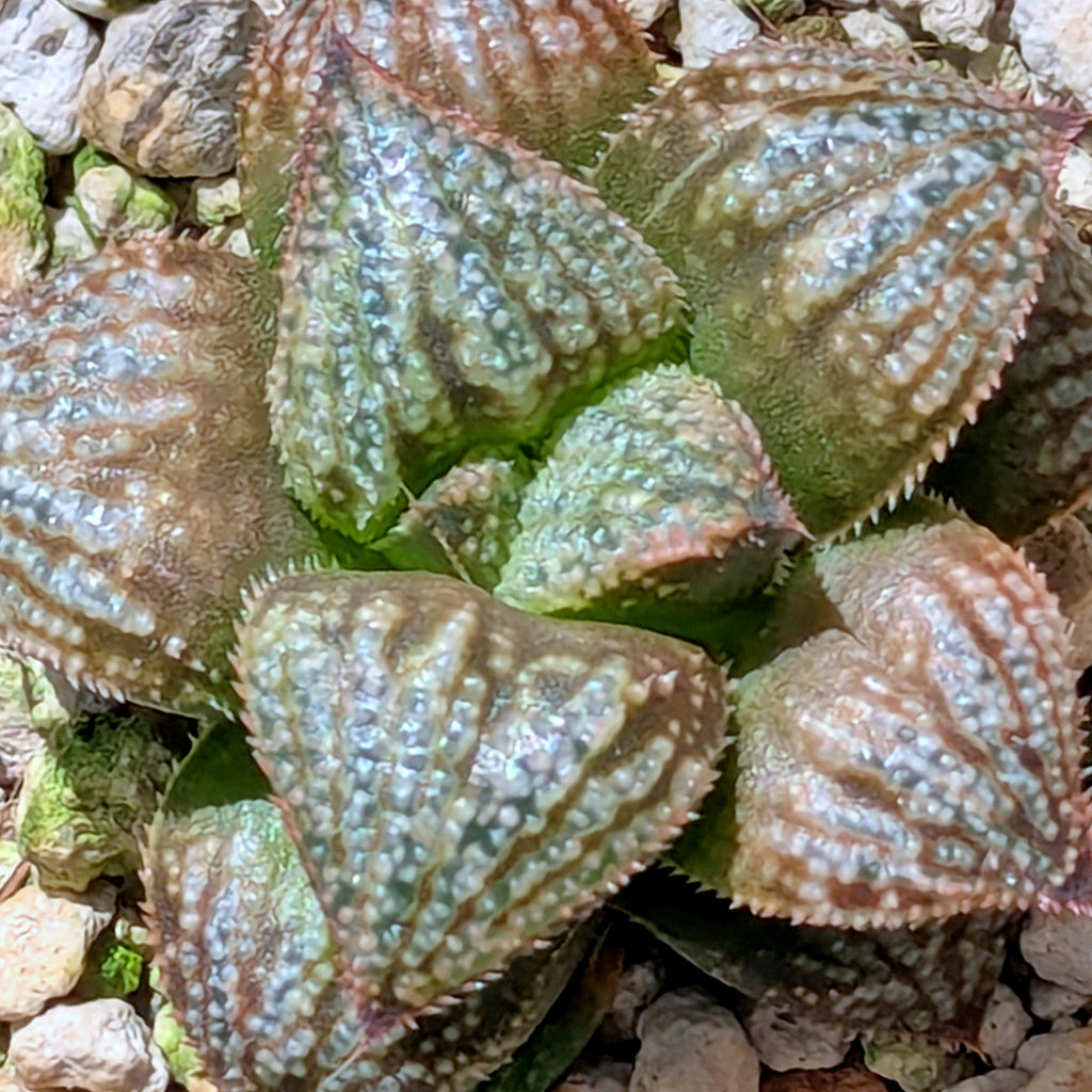Haworthia "TetraTreasures" PP628 hybrid series #58