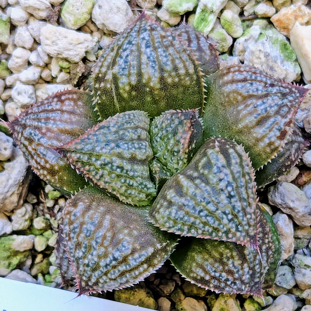 Haworthia "TetraTreasures" PP628 hybrid series #58