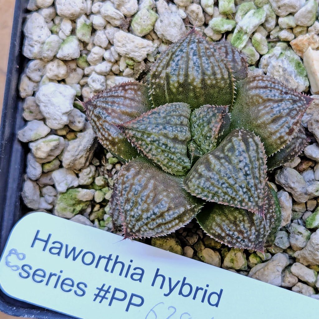 Haworthia "TetraTreasures" PP628 hybrid series #58
