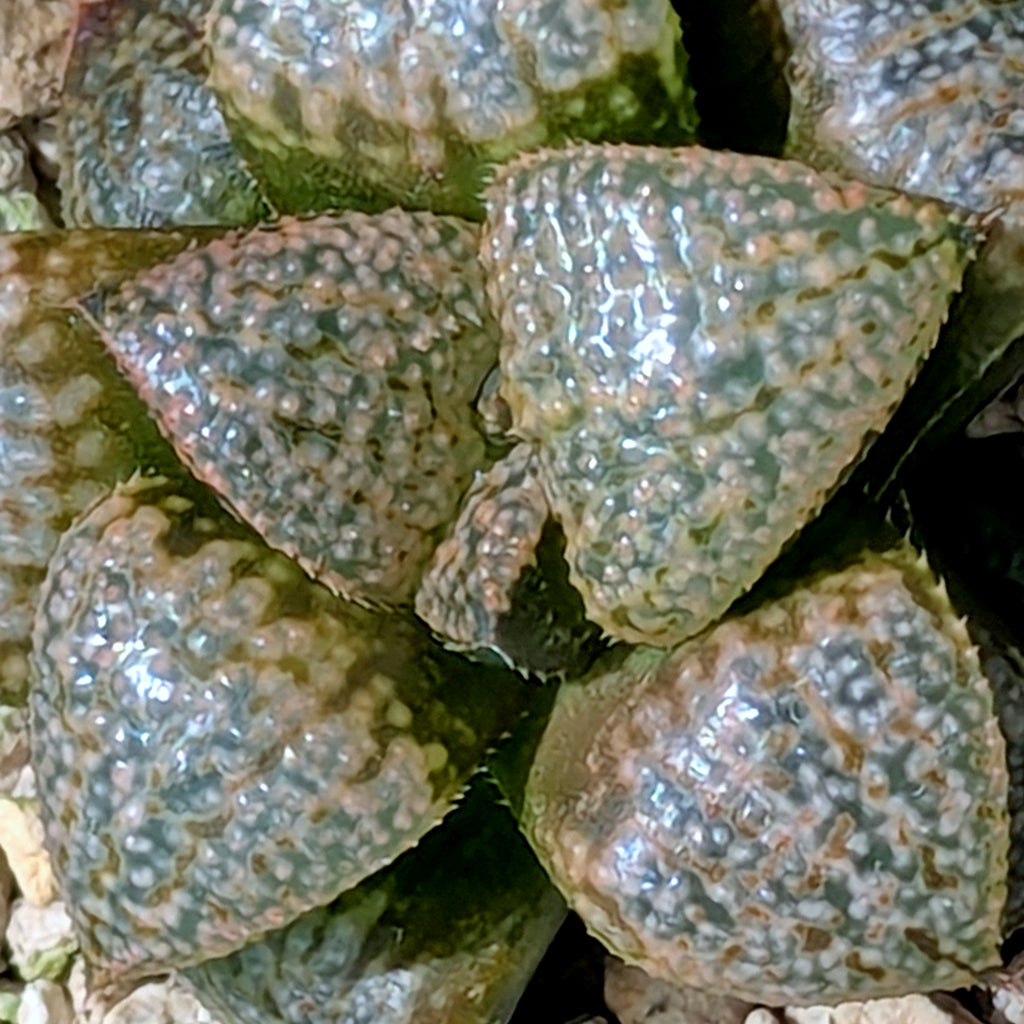 Haworthia "TetraTreasures" PP628 hybrid series #59