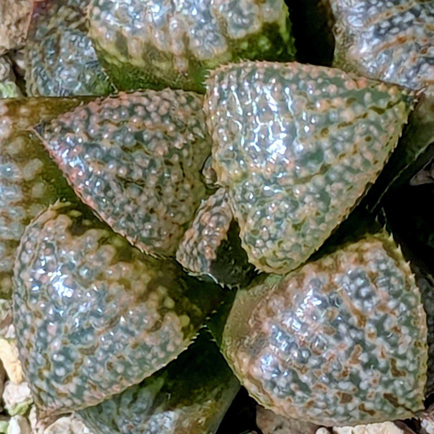 Haworthia "TetraTreasures" PP628 hybrid series #59