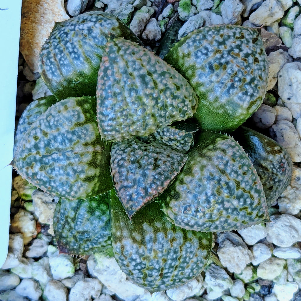 Haworthia "TetraTreasures" PP628 hybrid series #59