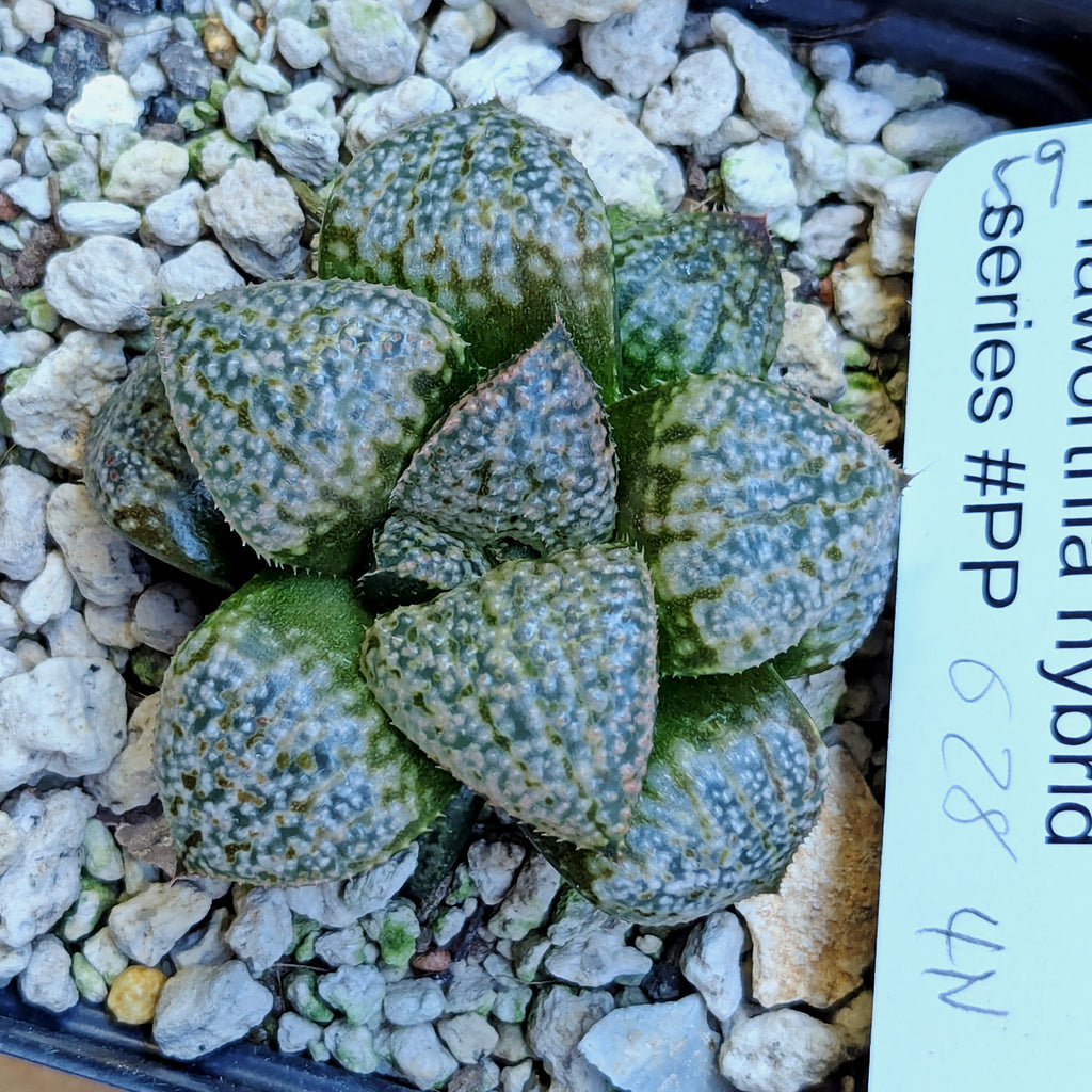 Haworthia "TetraTreasures" PP628 hybrid series #59