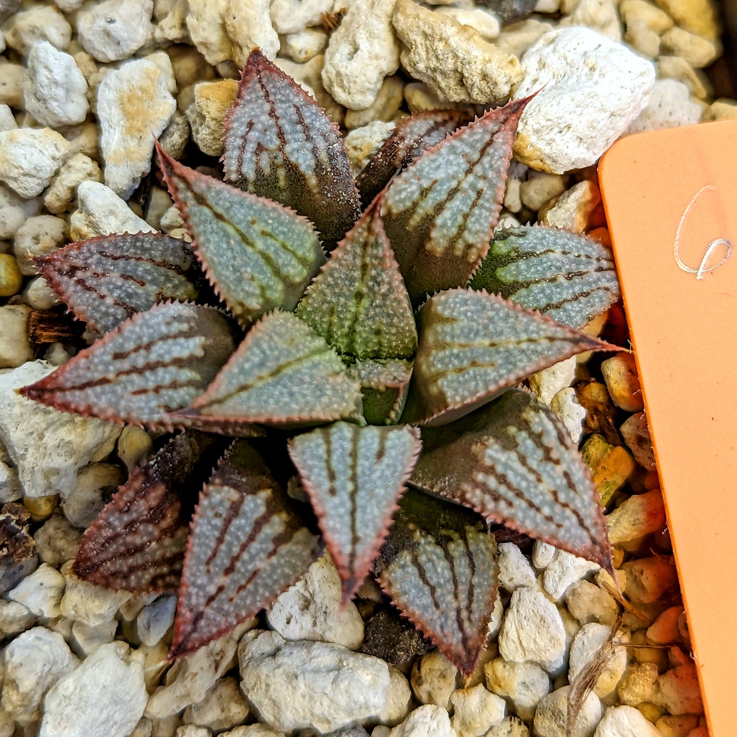 Haworthia hybrid series PP521 #6 SOLD OUT