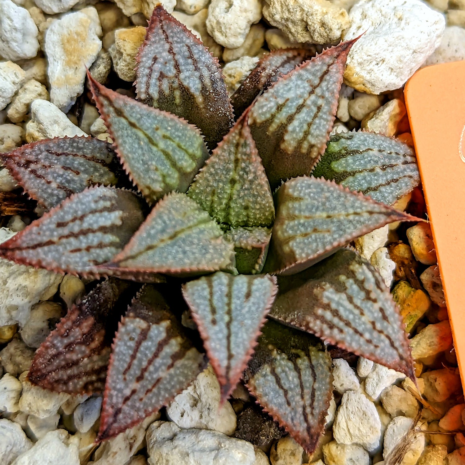 Haworthia hybrid series PP521 #6 SOLD OUT