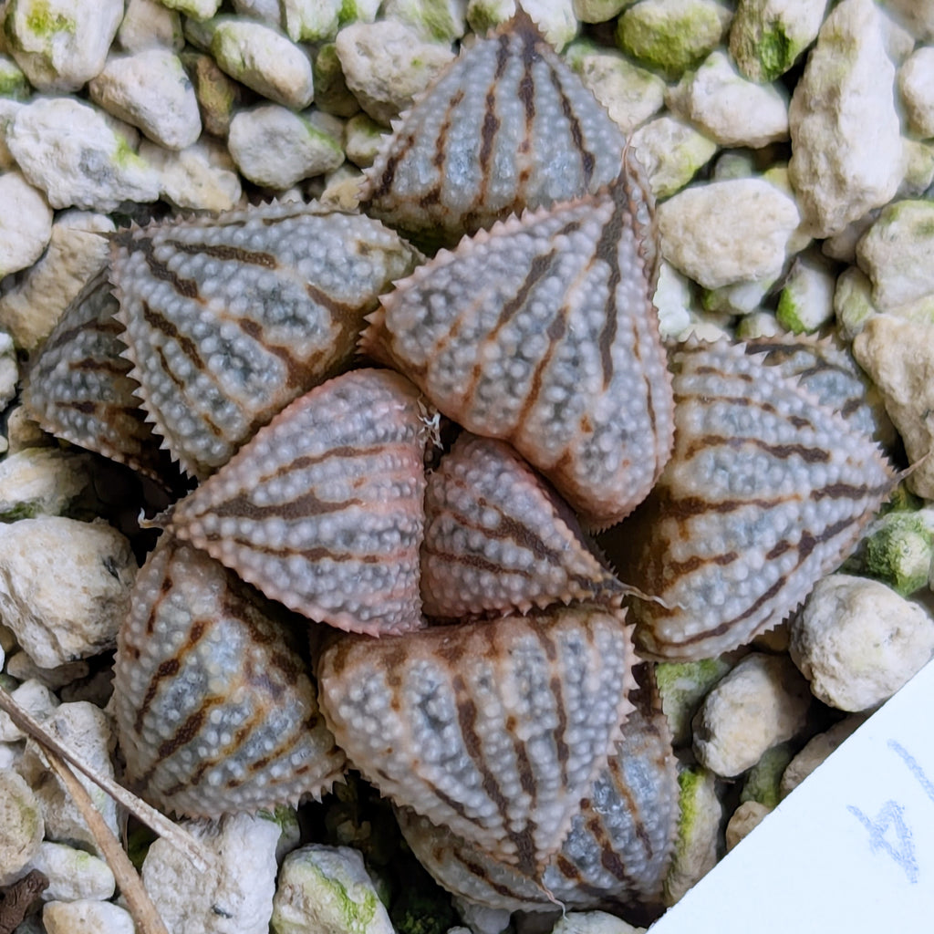 Haworthia PP614 hybrid series #6