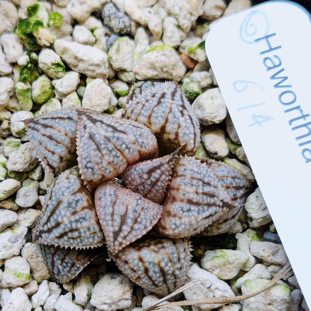 Haworthia PP614 hybrid series #6